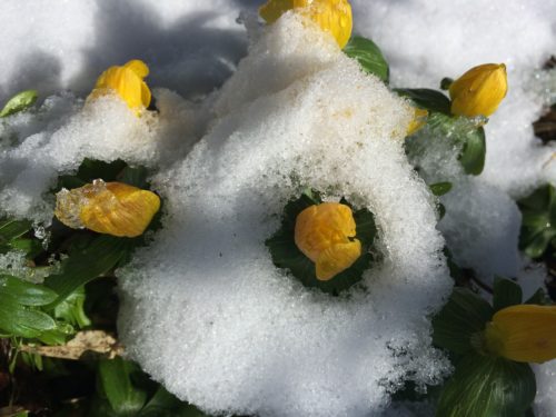 Blooming through snow