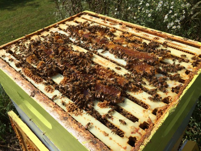 Inspecting an open beehive