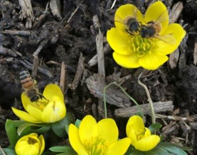 Winter Aconite with bees