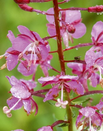 Fireweed