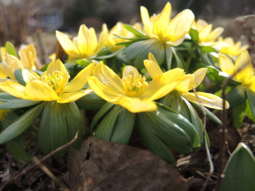 Winter Aconite in full bloom
