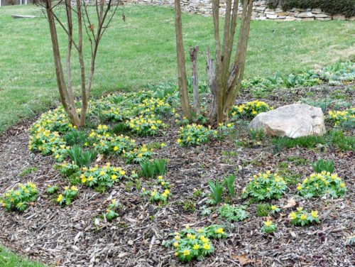 The bulblets will spread by seed
