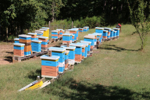 hives