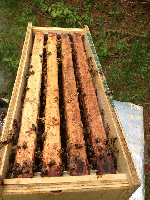 honeybees2