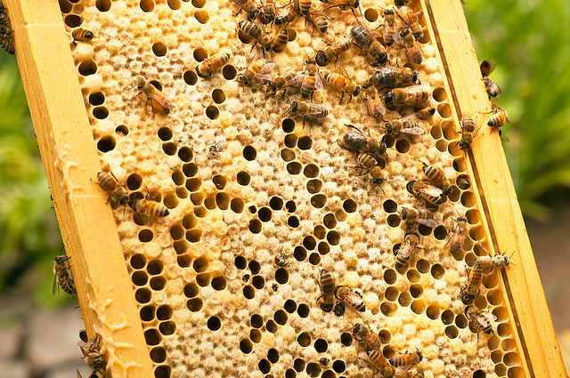 honeybees3