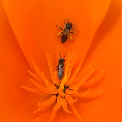 HOW TO MITIGATE THE NEGATIVE IMPACTS OF BEEKEEPING