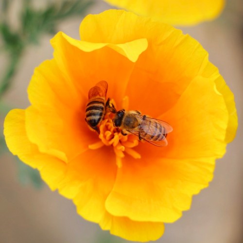 HOW TO MITIGATE THE NEGATIVE IMPACTS OF BEEKEEPING
