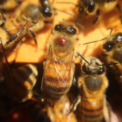 HOW TO MITIGATE THE NEGATIVE IMPACTS OF BEEKEEPING