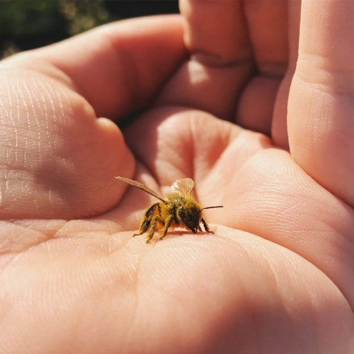 HOW TO MITIGATE THE NEGATIVE IMPACTS OF BEEKEEPING