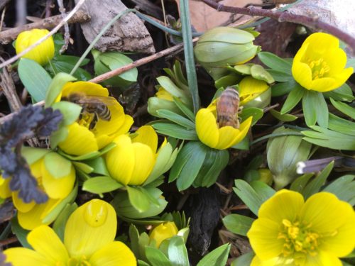 Honeybees flock to the flowers