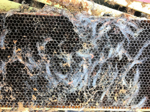 Wax Moth Damage