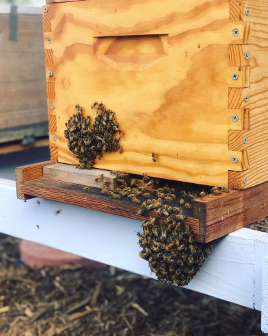 how to protect bees from hot weather