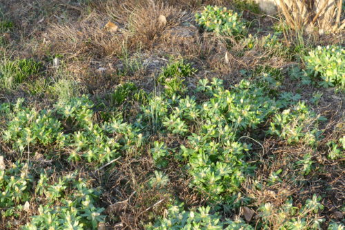 Frilly foliage remains after the flowers fades