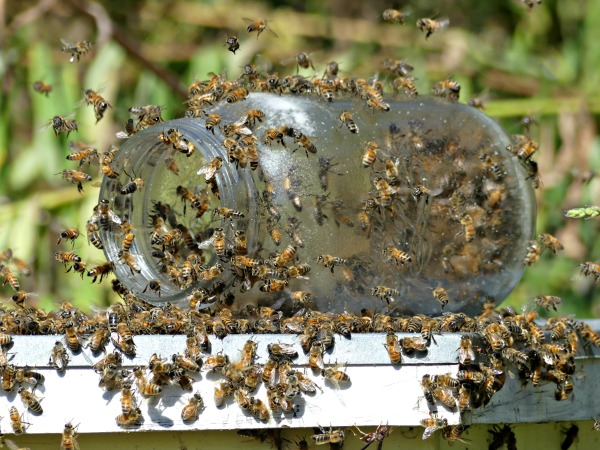 Set your empty honey jars on top of your hives so your bees can extract every bit of honey from them