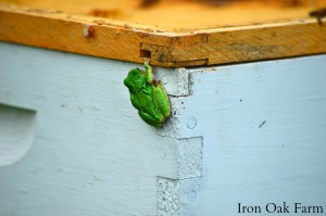 A Tree Frog resting on the side of our hive box.